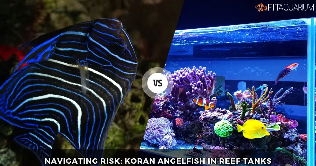 Navigating risk, koran angelfish in reef tank
