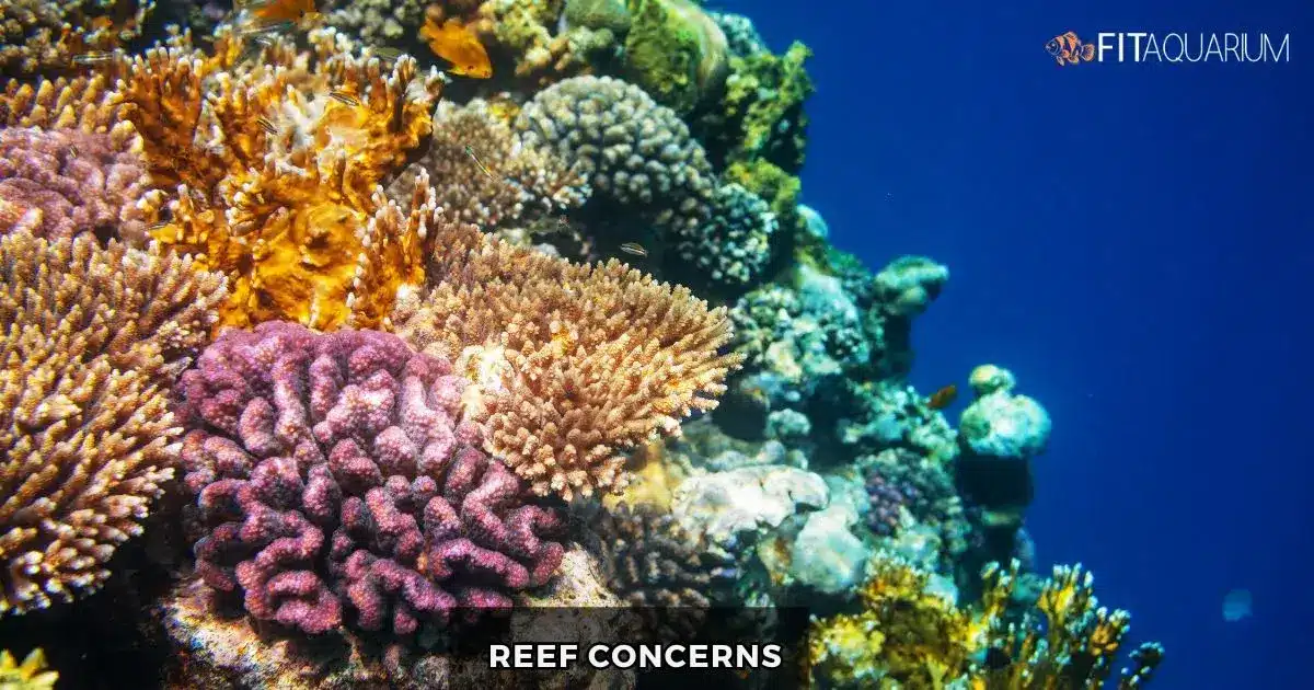 Reef concerns for koran angelfish